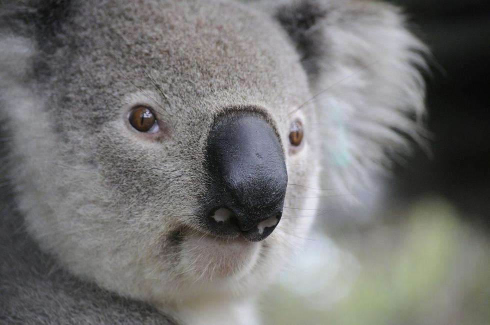 El koala nació en cautiverio en este santuario de animales, dedicado sobre todo a reptiles pero también a mamíferos como canguros o demonios de Tasmania. (Foto: Pixabay)