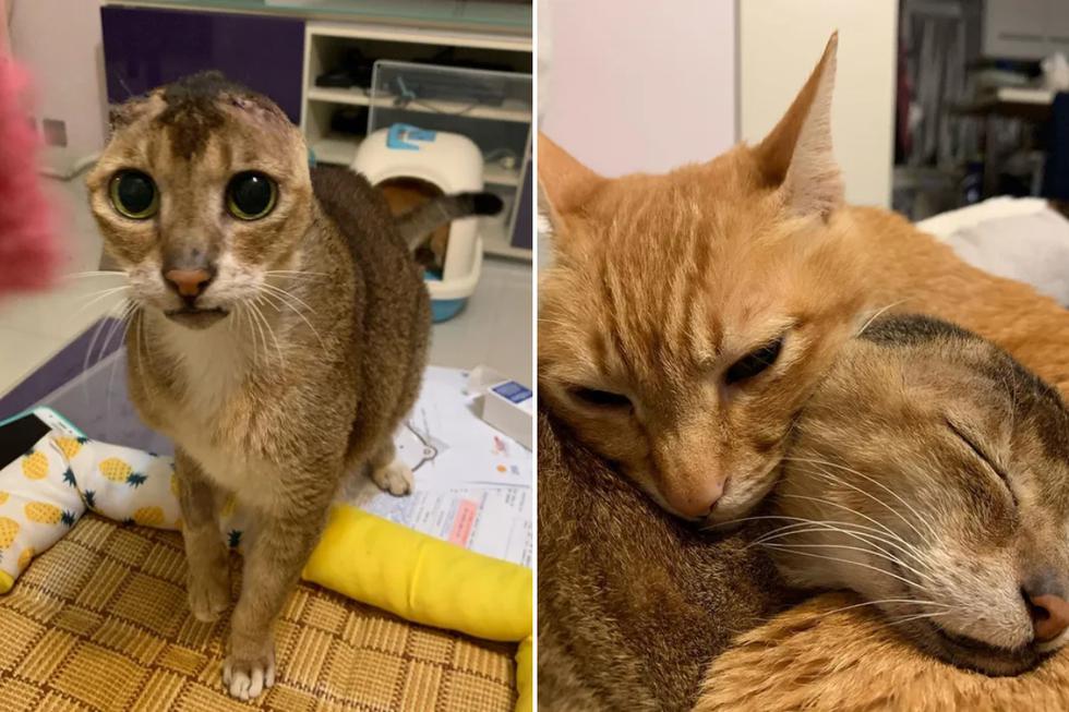 Un gato que perdió las orejas debido a una enfermedad se convirtió en protagonista de una sensacional historia en redes sociales. (Foto: @no_ear_meow_potato en Instagram)