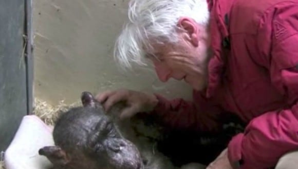 ‘Mama’, una primate de 59 años que era la matriarca de una colonia de chimpancés en un zoológico de Holanda, recibió la visita de un profesor universitario al que conoció en 1972. (Foto: Captura)