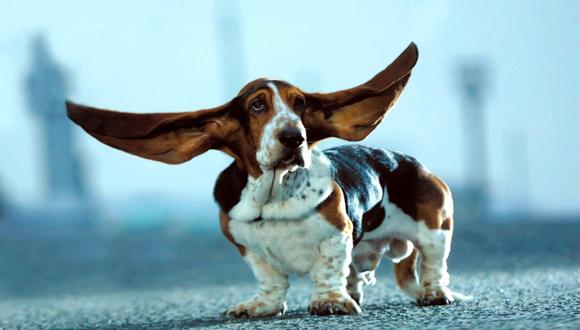 7 razones para no cortar la cola y las orejas a los perros
