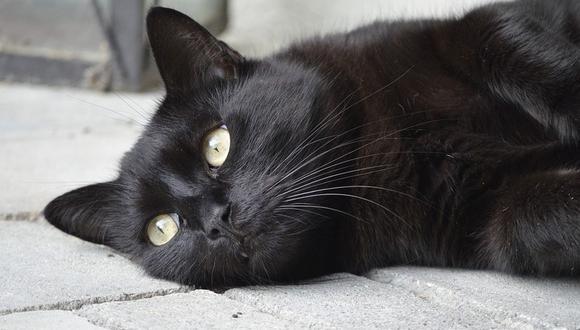 A lo largo de la historia, los gatos de color negro han sido utilizados como la representación de la mala suerte.  (Foto: Pixabay / Referencial / Kadres)
