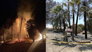 Ica: siete palmeras de la Huacachina fueron incendiadas | VIDEO