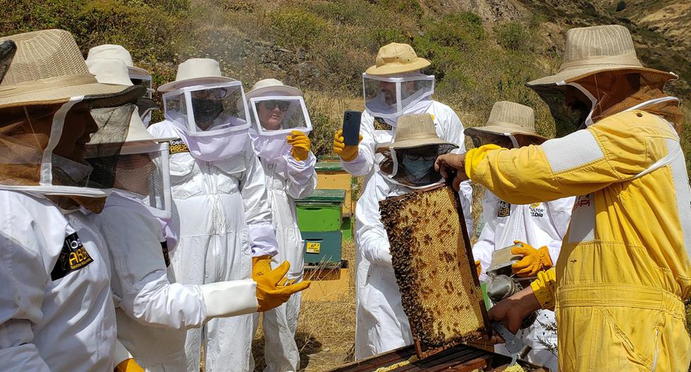 Las personas que realicen apiturismo podrán cosechar su propia miel y estar rodeado por miles de abejas. Foto:BioAndén
