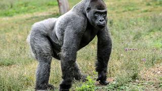 Varios gorilas de un zoológico de Estados Unidos dan positivo al coronavirus