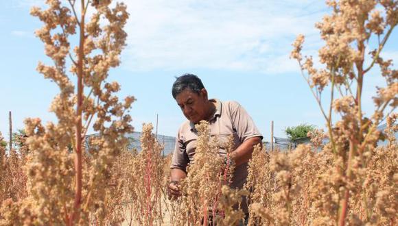 La ONU premia un proyecto peruano de mejoramiento de cultivos