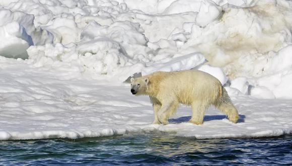 En esta fotografía del 15 de junio de 2014 publicada por el Servicio Geológico de Estados Unidos un oso polar camina tras nadar en el mar Chukchi, en Alaska. (Brian Battaile/Servicio Geológico de Estados Unidos vía AP, Archivo).