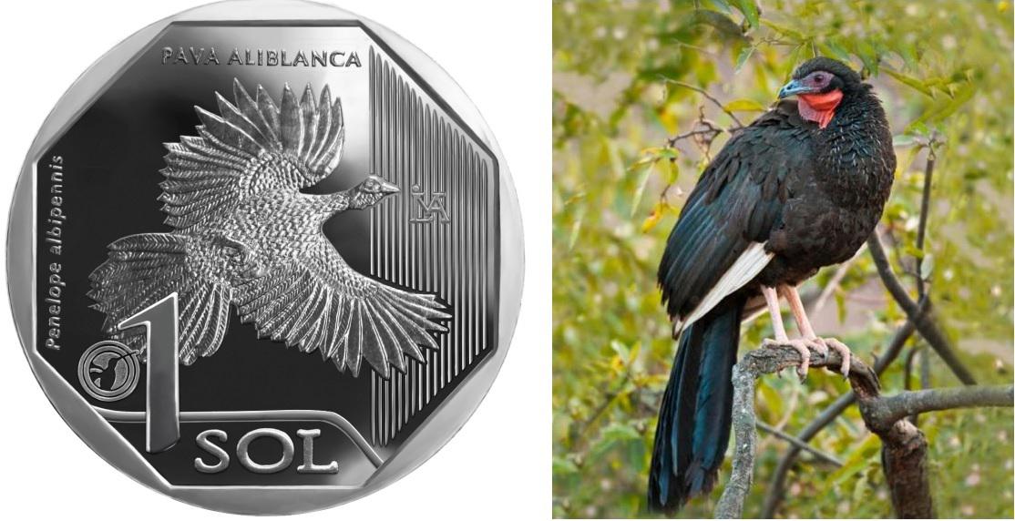 La moneda hace alusión a la pava avilbanca. (Imagen: BCR)