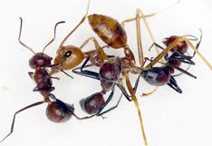 Descubren una especie totalmente nueva de "hormigas explosivas"