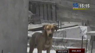 Yanahuara: más de 10 perros fueron rescatados de casa