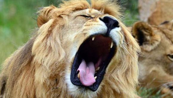 León mató a turista que paseaba en parque natural de Sudáfrica