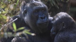 Gorilas y leones de un zoo en Países Bajos dan positivo en coronavirus