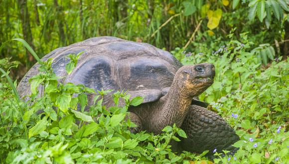 Los restos de los reptiles fueron encontrados en Isabela, la isla más grande del archipiélago de Galápagos (foto genérica). / GETTY IMAGES
