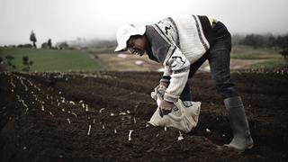 Minagri: Con “Arranca Perú” se generarán más de 75.000 empleos diarios en el agro