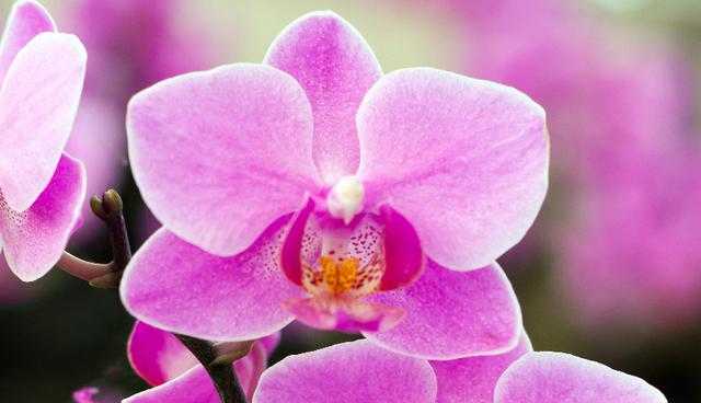 Albergamos el 85% de las 3.400 orquídeas del mundo. 
(Foto: Shutterstock)
