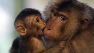 El espeluznante experimento con monos sometidos a respirar gases diésel