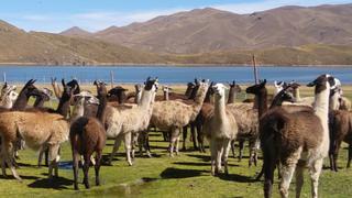 Puno: INIA identifica altos niveles de proteína en la leche de llama