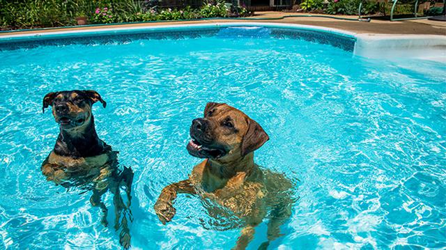El verano aumenta el riesgo de otitis en los perros - 1
