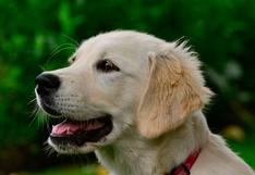 Golden retriever se hace popular por su singular reacción al ver el maniquí de un perro
