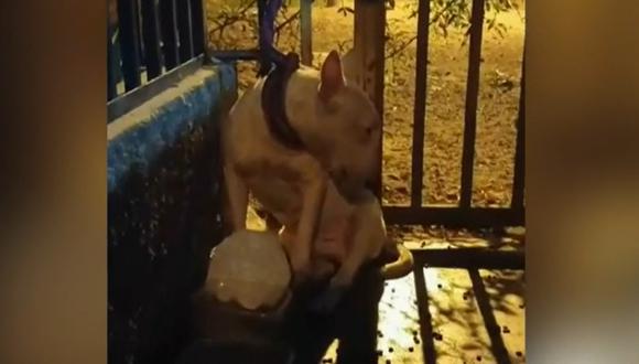 Perro de raza bull terrier fue abandonado por sus dueños en la cuadra 32 de la avenida Universitaria, en Los Olivos. (Foto: Captura/Latina)