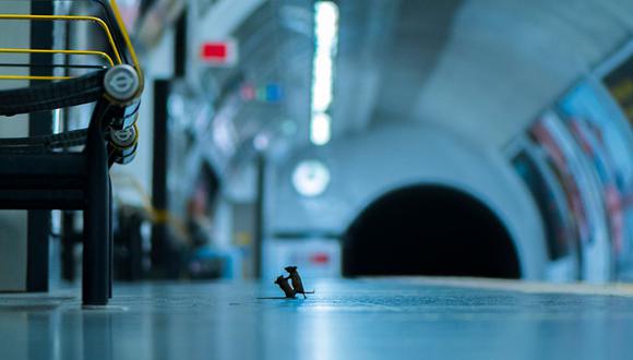 Sam Rowley pasó cinco noches tendido en el piso de un andén en el metro de Londres para lograr esta imagen. (Foto: Sam Rowley  / WPY)