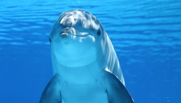Un video viral muestra que además de extremadamente inteligentes, los delfines también son atléticos y saben hacer volteretas bajo el agua. | Crédito: Pixabay / Referencial