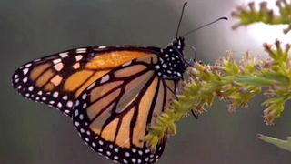 El viaje entre México y Canadá de las mariposas Monarca [VIDEO]