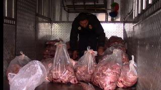 SMP: incautan carne de caballo que iba a ser vendida en Caquetá