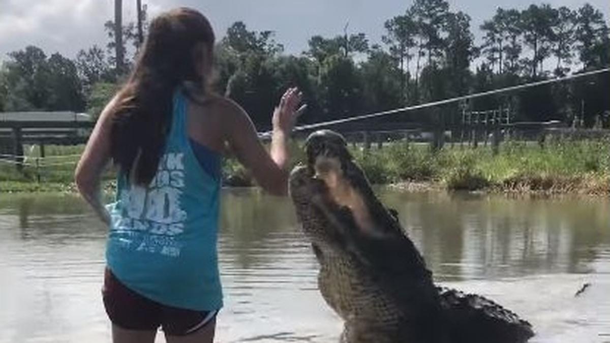 Facebook: mujer asombra al darle de comer a cocodrilo gigante de la mano |  Video | Estados Unidos | REDES-SOCIALES | EL COMERCIO PERÚ