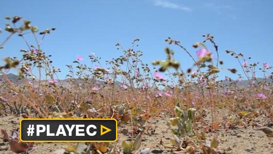 Chile: desierto florido en Atacama, la otra cara del desastre | MUNDO | EL  COMERCIO PERÚ