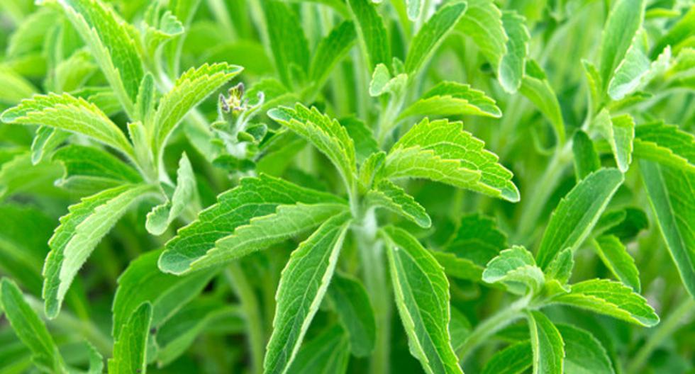 Conoce los beneficios de la stevia, la milagrosa planta sudamericana. (Foto: Getty Images)