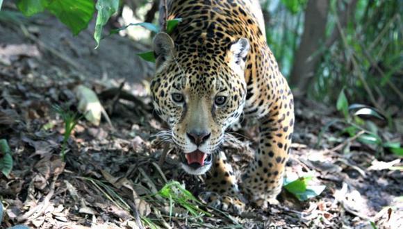 Los jaguares necesitan miles de hectáreas para poder ejercer su función como selectores naturales y depredadores máximos del bosque tropical. Foto: cortesía de Gerardo Ceballos.