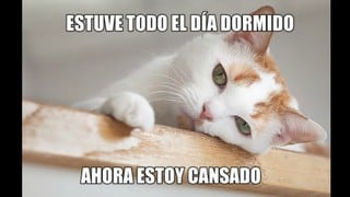 Los mejores memes del Día Internacional del Gato