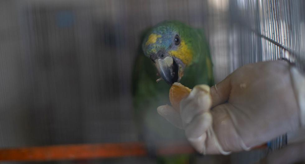 Se calcula que más del 80% del tráfico visible de fauna silvestre se concentra en mercados de Lima, Tumbes, Loreto y Ucayali. (Foto: César Campos/GEC)