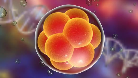 Es la primera vez que se usan células madre humanas para crear un modelo tridimensional de embrión humano. (Foto: Shutterstock)