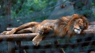 Venezuela: Animales mueren de inanición en zoológicos