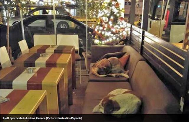 Perros durmiendo en cafetería causan revuelo - 1