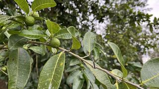 Ramón: el árbol de la selva maya que es un tesoro nutricional