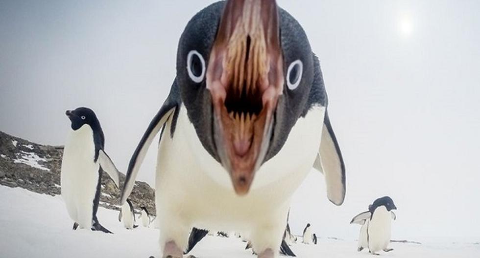 Cámara GoPro captó el ataque de un pingüino. (Foto: Gordon Tait)