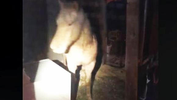 Estados Unidos: Mujer llama a la policía porque un caballo invadió su sótano en Minneapolis | VIDEO. (Captura)