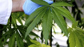 Cannabis medicinal: ¿Cómo se mueve el mercado en países de la región?