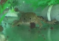 Decenas de ranas gigantes amenazadas nacen en cautiverio