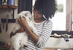4 consejos de limpieza para las personas que conviven con gatos 