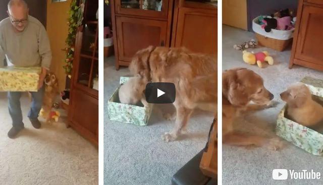 Esta es la historia del pequeño perro que llega para arreglarle la vida a 'Cash', el perro que había perdido a su 'hermanita'. | YouTube