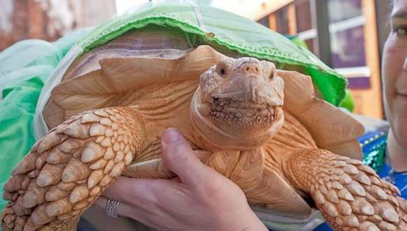 Wasabi, la tortuga 'terapéutica' que mejora la autoestima