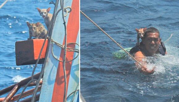 Los marinos de Tailandia lograron rescatar a los gatos que estaban atrapados en una embarcación en llamas. | Foto: Wichit Pukdeelon