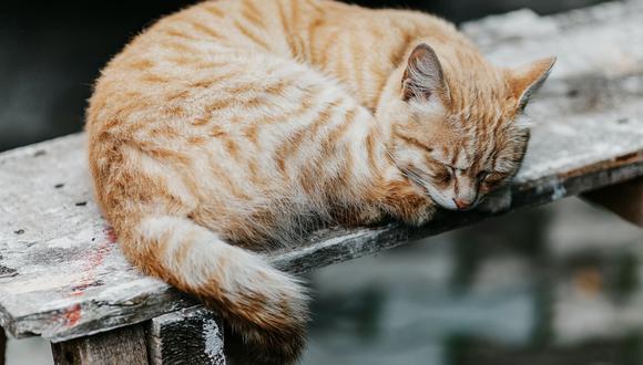 Adoptar a un animal es una de las acciones más nobles que existen. Los gatitos adoptados demostrarán siempre su agradecimiento, con su cariño y compañía.