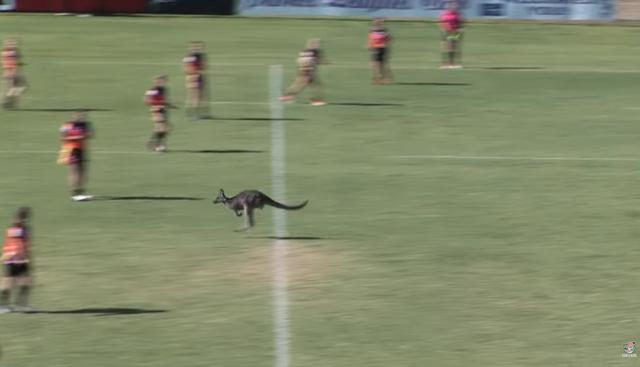 Un juego de rugby femenino fue paralizado unos segundos por la incursión repentina de un canguro. (YouTube | ViralHog)<br>