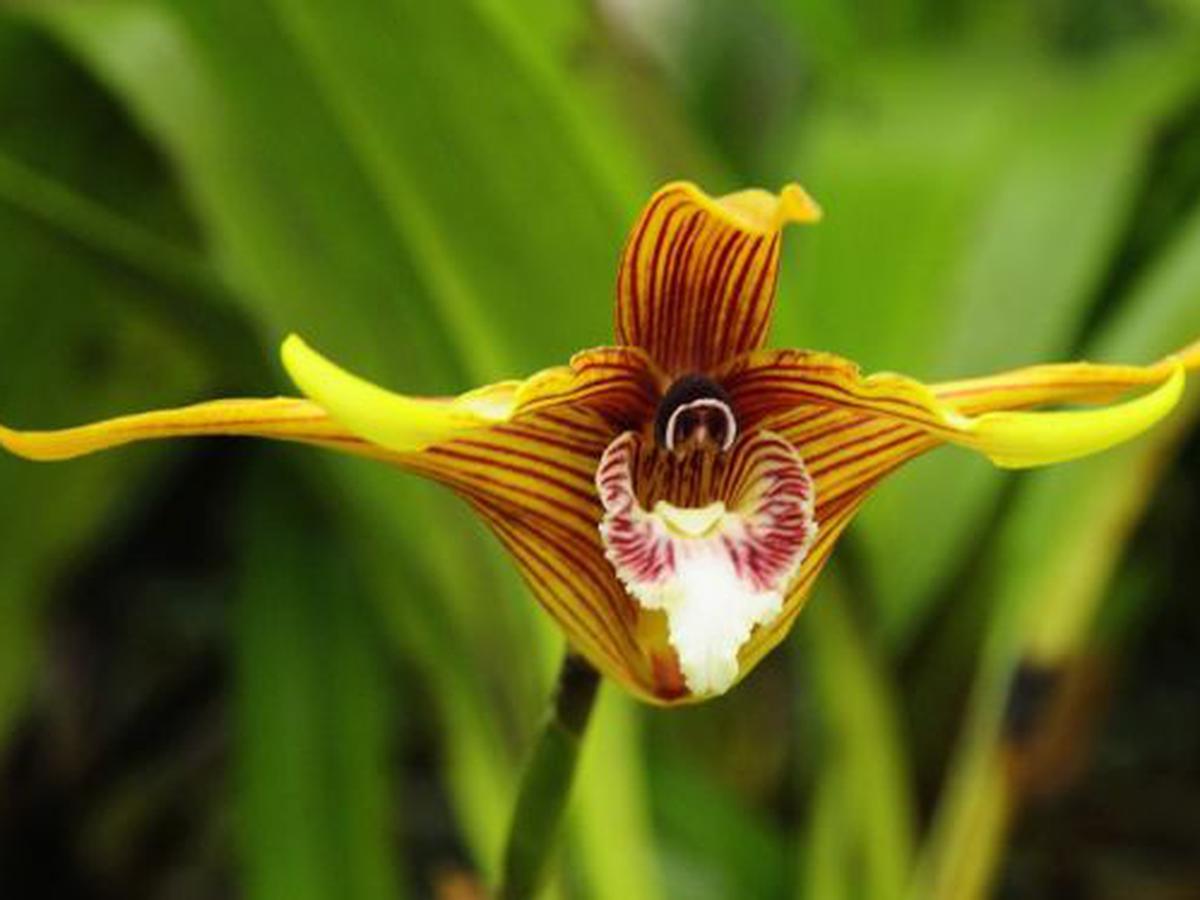 La ruta de las orquídeas: belleza de Moyobamba hacia Amazonas | ELDOMINICAL  | EL COMERCIO PERÚ