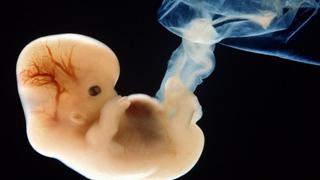 Crean estructuras embrionarias sin pasar por la fecundación