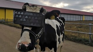 Vacas llevan gafas de realidad virtual para que crean que están en el campo y produzcan más leche